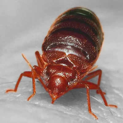 Common Bed Bug, Tropical Bed Bug