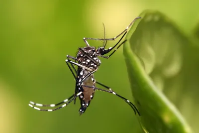 Yellow Fever Mosquito, Asian Tiger Mosquito